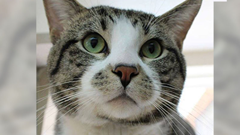 Steve Kline the Cat